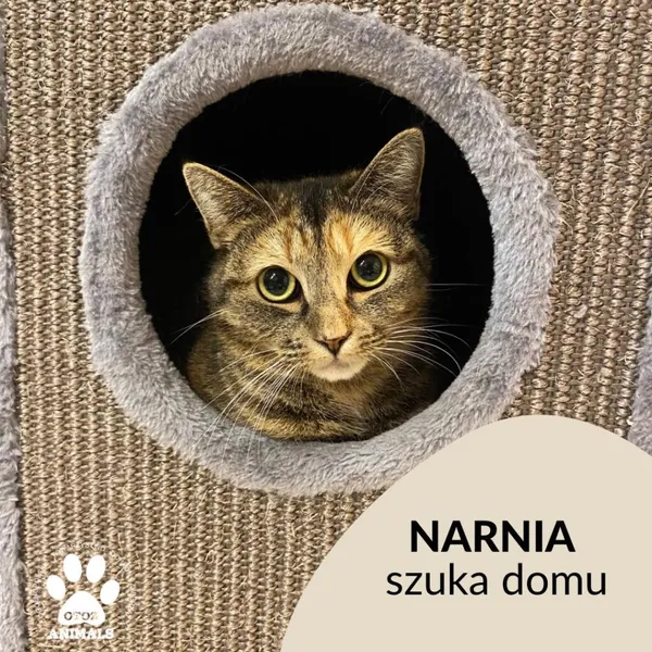 Kot do adopcji, Gdynia, 17 stycznia 2023