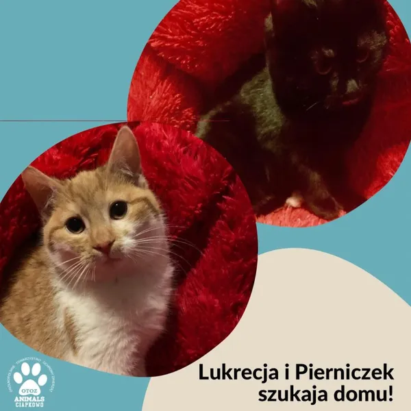 Kot do adopcji, Gdynia, 19 stycznia 2023