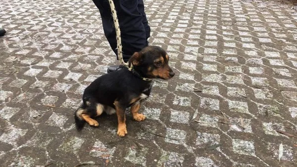 Pies do adopcji, Radom, 3 grudnia 2022