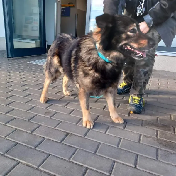 Znaleziono psa, Bydgoszcz, 9 stycznia 2023