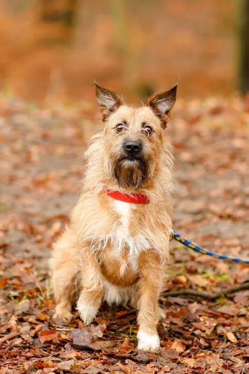 Pies do adopcji, Elbląg, 12 stycznia 2023 (2/5)