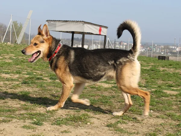 Pies do adopcji, Tatary, 31 grudnia 2015 (1/4)