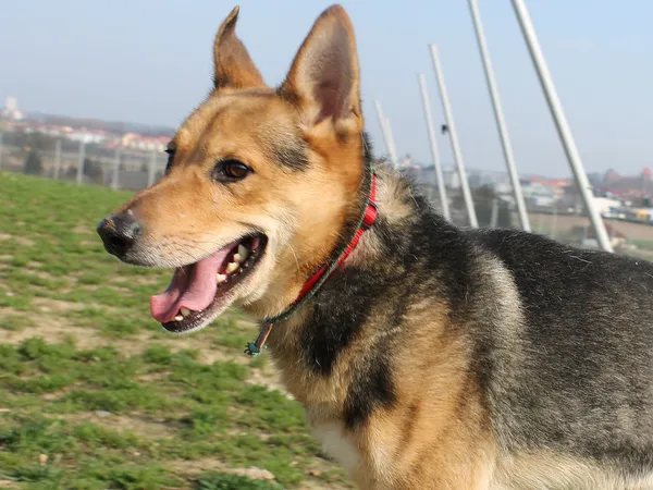 Pies do adopcji, Tatary, 31 grudnia 2015 (3/4)