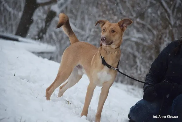 Znaleziono psa, Toruń, 10 stycznia 2023