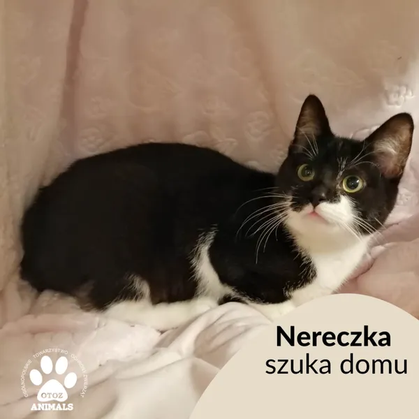 Kot do adopcji, Gdynia, 25 stycznia 2023
