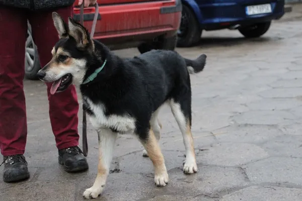 Pies do adopcji, Oborniki, 6 stycznia 2023 (2/5)