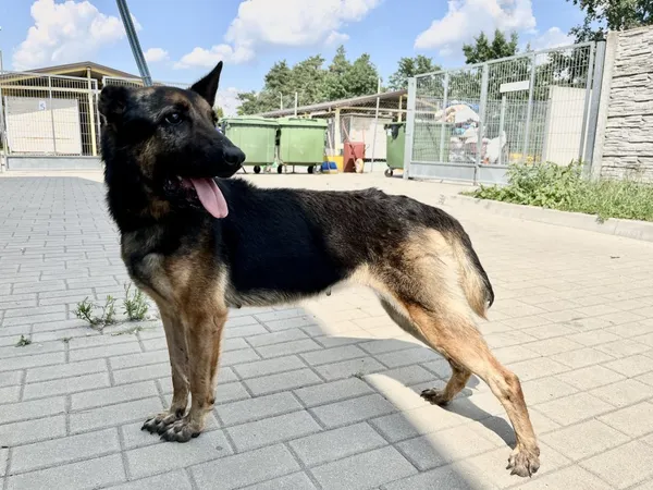 Znaleziono psa, Puławy, 3 sierpnia 2022