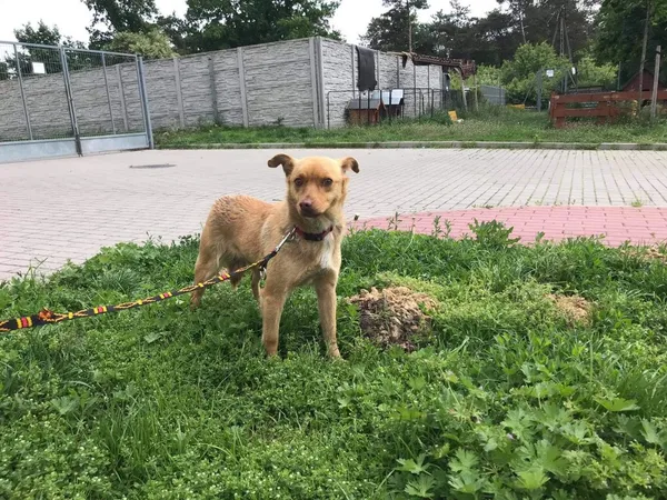 Znaleziono psa, Puławy, 30 maja 2021
