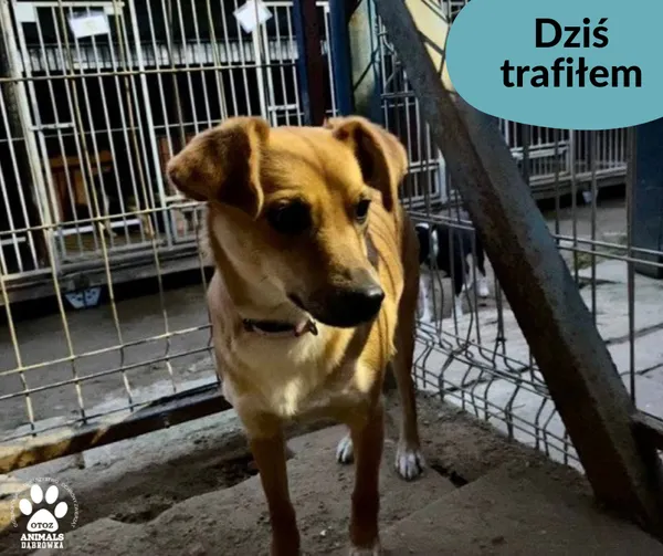 Znaleziono psa, Dąbrówka, 14 grudnia 2022