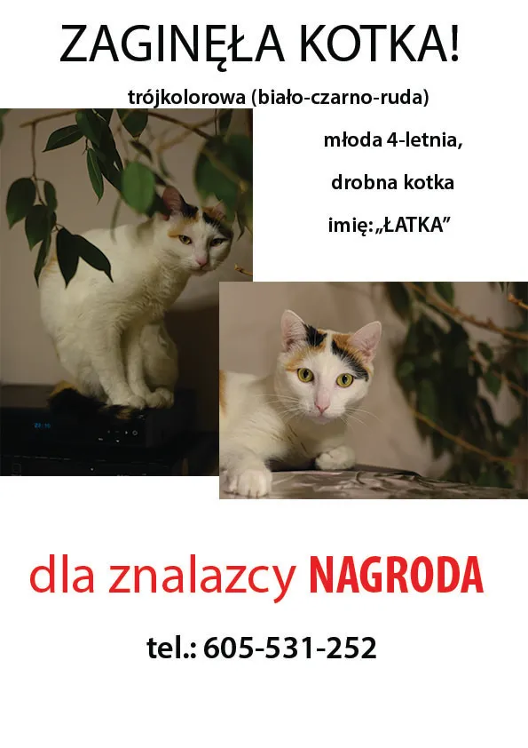 Zaginął kot, Łódź, 16 listopada 2021