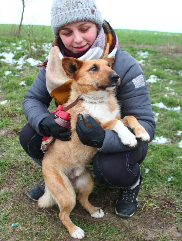 Pies do adopcji, Przyborówko, 1 lutego 2023 (2/3)