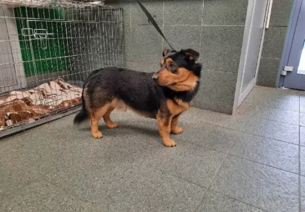 Znaleziono psa, Warszawa, 3 lutego 2023