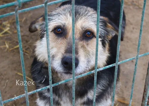 Pies do adopcji, Przyborówko, 31 marca 2023 (3/5)
