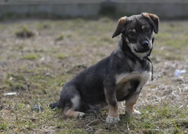 Pies do adopcji, Olsztyn, 16 stycznia 2023 (2/4)