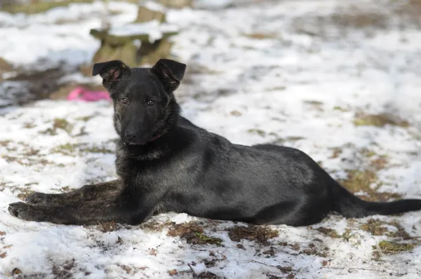 Pies do adopcji, Olsztyn, 6 stycznia 2023 (5/5)