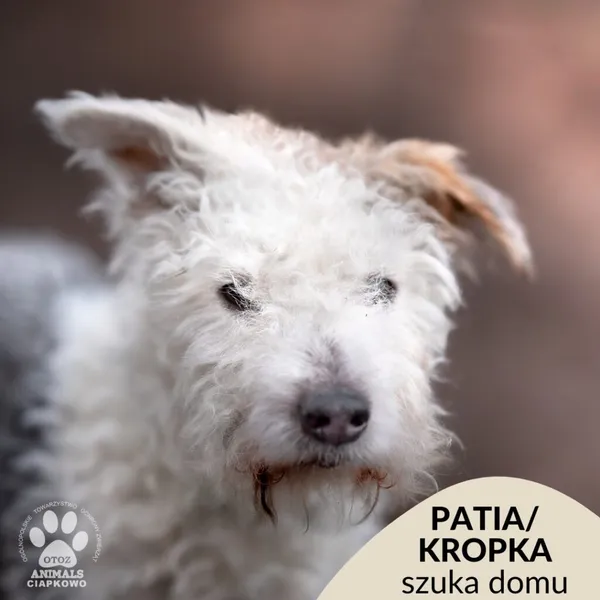 Pies do adopcji, Gdynia, 7 lutego 2023 (1/4)