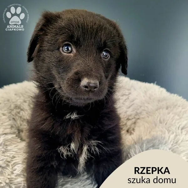 Pies do adopcji, Gdynia, 7 lutego 2023 (1/4)