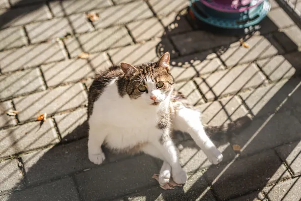 Kot do adopcji, Częstochowa, 9 grudnia 2022 (1/5)