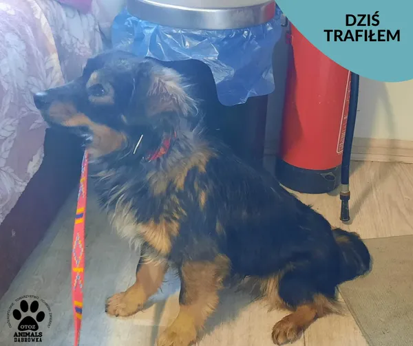 Znaleziono psa, Dąbrówka, 8 lutego 2023