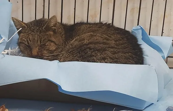 Znaleziono kota, Toruń, 10 lutego 2023