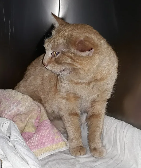Kot do adopcji, Włocławek, 11 lutego 2023 (2/2)