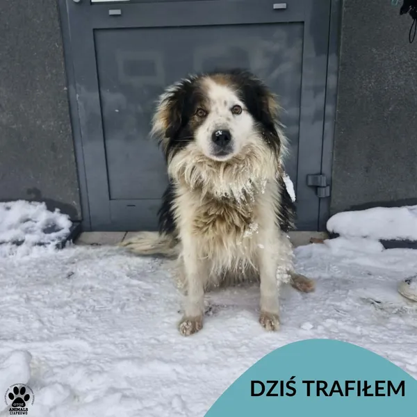 Znaleziono psa, Gdynia, 11 stycznia 2026