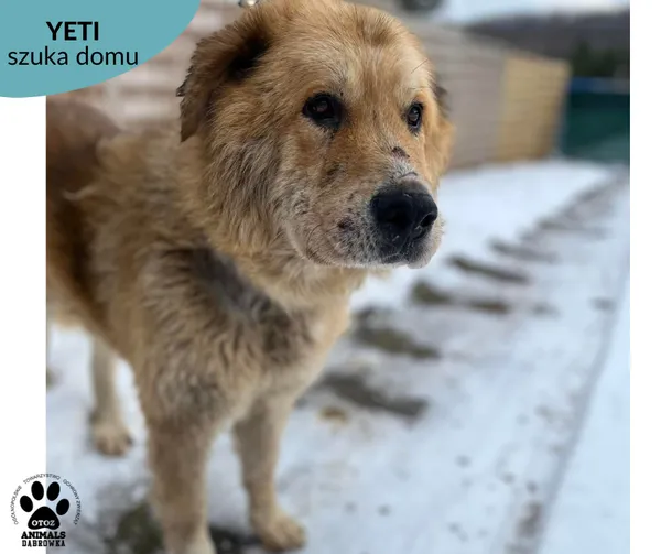 Pies do adopcji, Dąbrówka, 13 lutego 2023