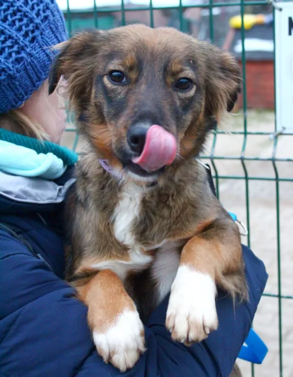 Pies do adopcji, Przyborówko, 14 lutego 2023 (1/3)