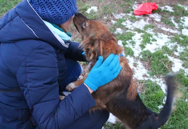 Pies do adopcji, Przyborówko, 14 lutego 2023 (2/3)
