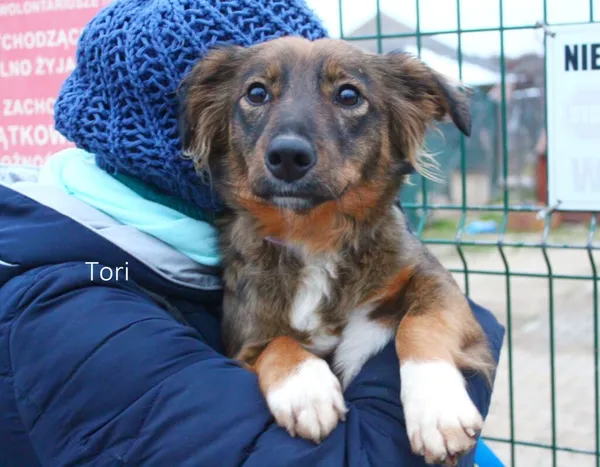 Pies do adopcji, Przyborówko, 14 lutego 2023 (3/3)