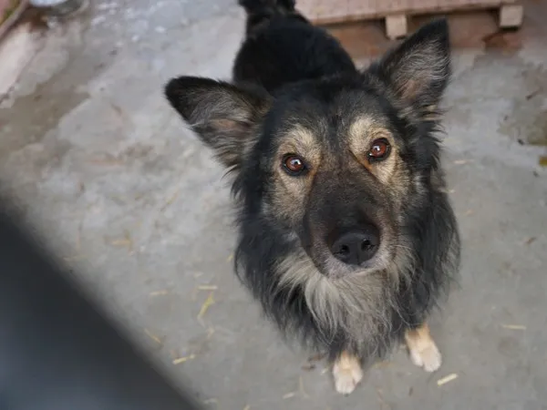 Pies do adopcji, Kraków, 4 lutego 2023