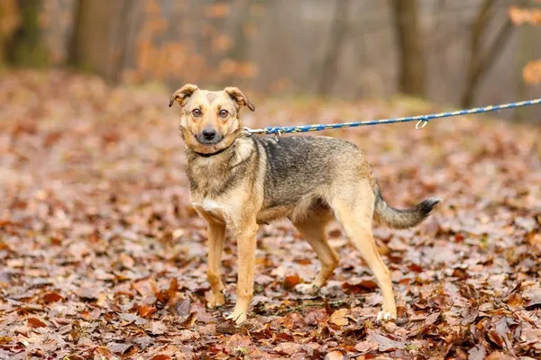 Pies do adopcji, Elbląg, 11 lutego 2023 (4/4)