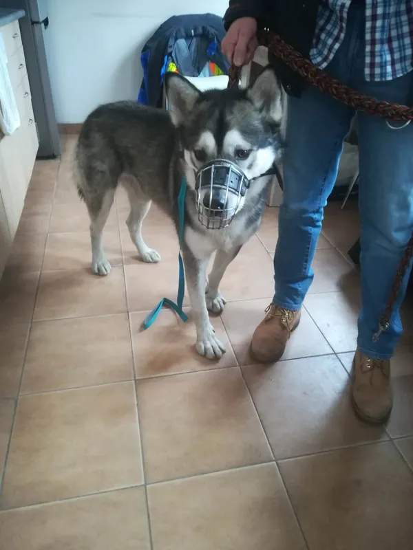 Znaleziono psa, Sosnowiec, 11 lutego 2023