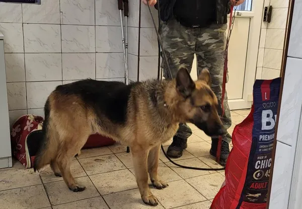 Znaleziono psa, Toruń, 15 lutego 2023