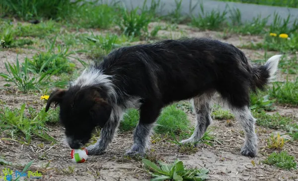 Pies do adopcji, Racławice, 27 stycznia 2023 (3/5)