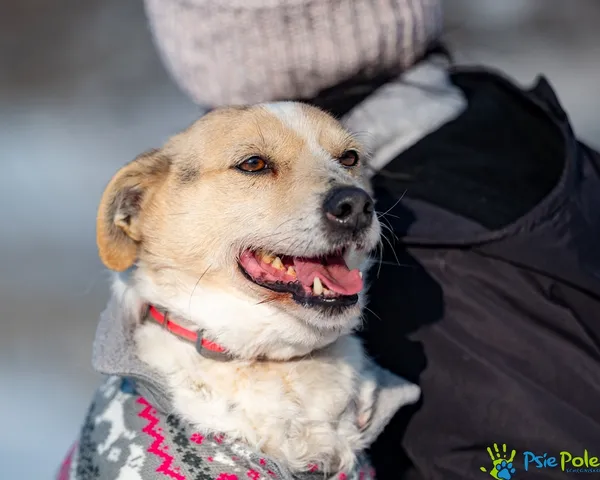 Pies do adopcji, Racławice, 10 lutego 2023 (1/5)