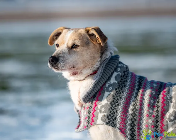 Pies do adopcji, Racławice, 10 lutego 2023 (2/5)