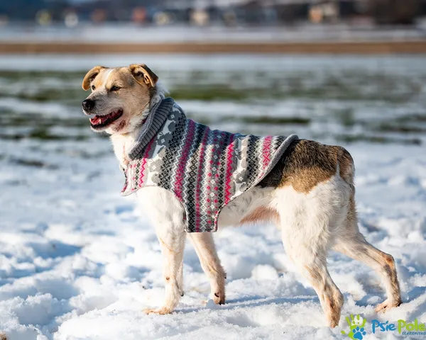 Pies do adopcji, Racławice, 10 lutego 2023 (3/5)