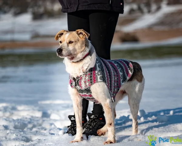 Pies do adopcji, Racławice, 10 lutego 2023 (5/5)