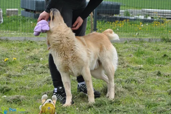 Pies do adopcji, Racławice, 15 lutego 2023 (5/5)