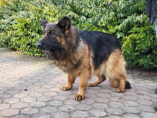 Znaleziono psa, Toruń, 16 lutego 2023
