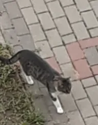 Znaleziono kota, Łódź, 15 listopada 2021