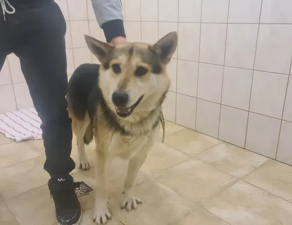 Znaleziono psa, Świdnica, 18 grudnia 2022