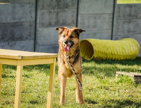 Pies do adopcji, Świdnica, 12 sierpnia 2022 (1/2)