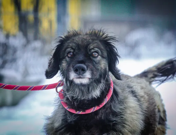 Pies do adopcji, Świdnica, 17 stycznia 2023