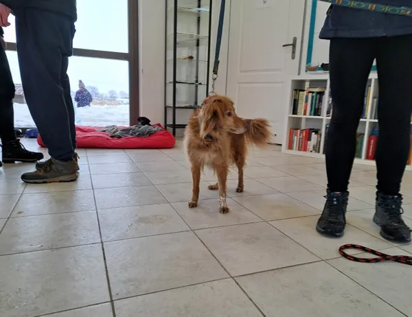 Znaleziono psa, Świdnica, 22 stycznia 2023