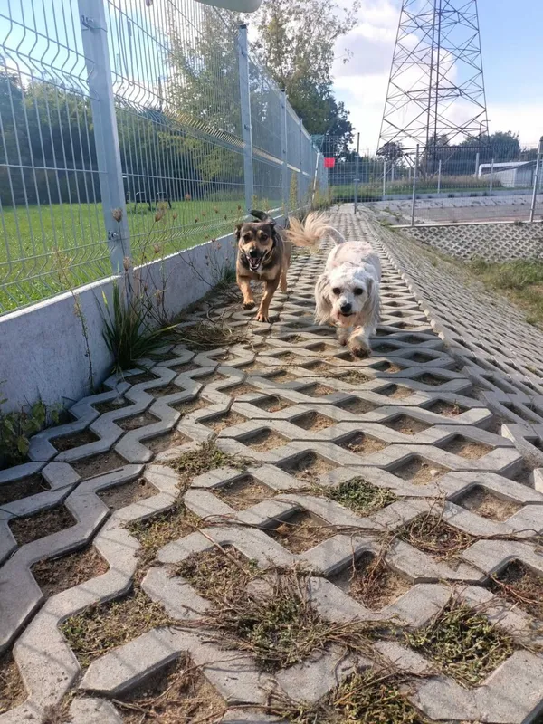 Pies do adopcji, Poznań, 28 września 2022 (3/5)