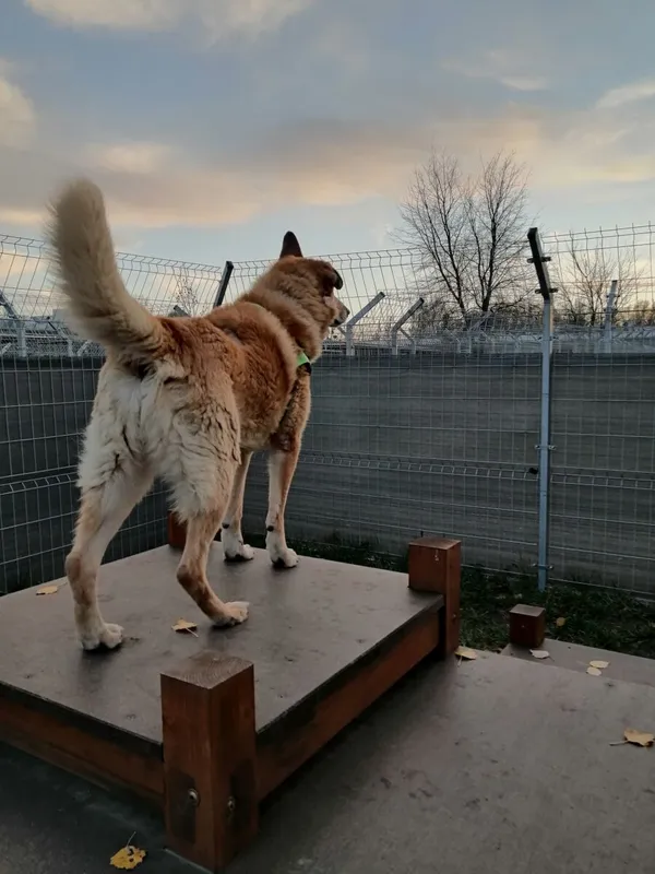 Pies do adopcji, Poznań, 14 grudnia 2022 (2/3)
