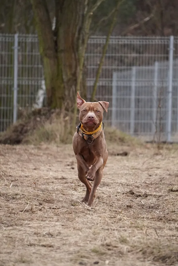 Pies do adopcji, Poznań, 16 stycznia 2023 (3/5)