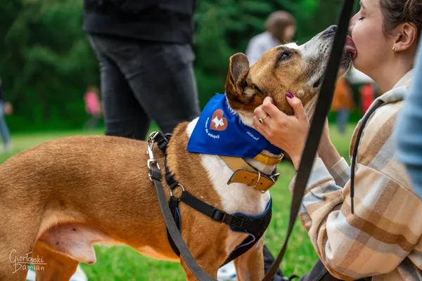 Pies do adopcji, Poznań, 23 stycznia 2023 (4/5)